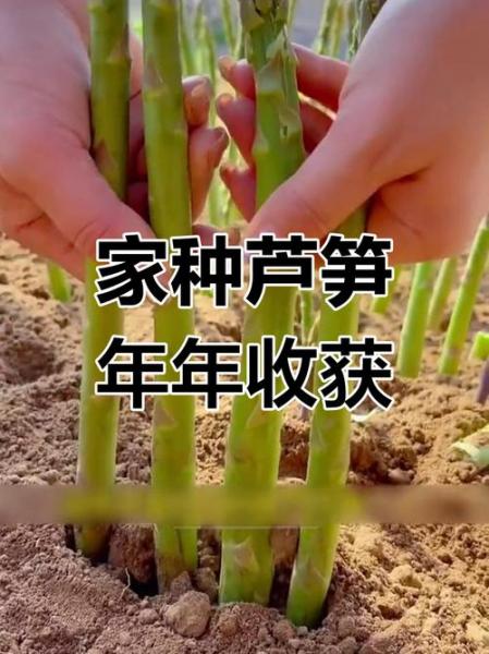 芦笋种植前景怎样,芦笋种植前景如何