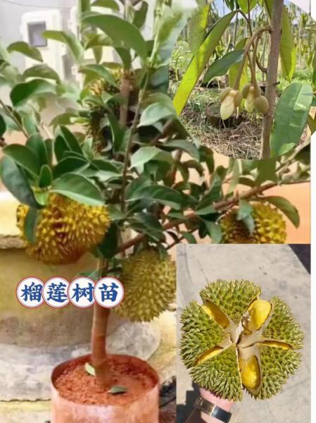 榴莲种植技术榴莲种植方法,榴莲的种植技术