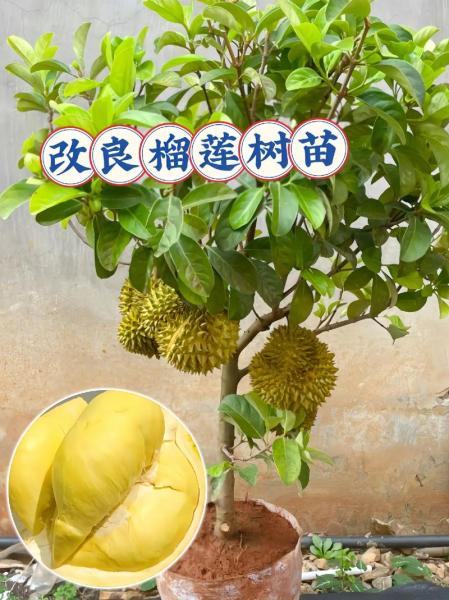 榴莲种植技术榴莲种植方法,榴莲的种植技术