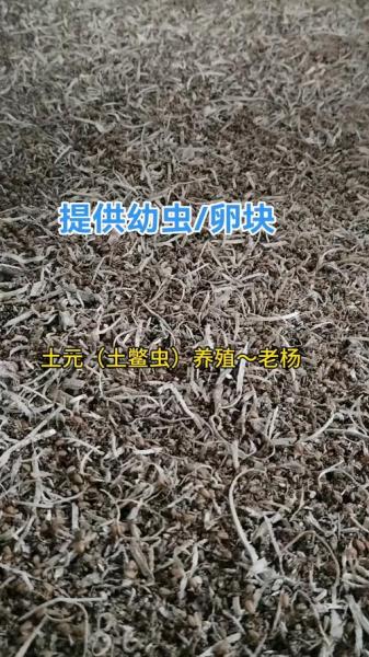 土元养殖用什么土好,土元养殖怎么样?