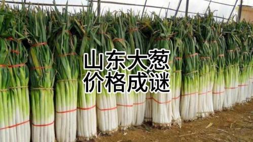 今日山东大葱价格是多少,山东最新大葱价格?