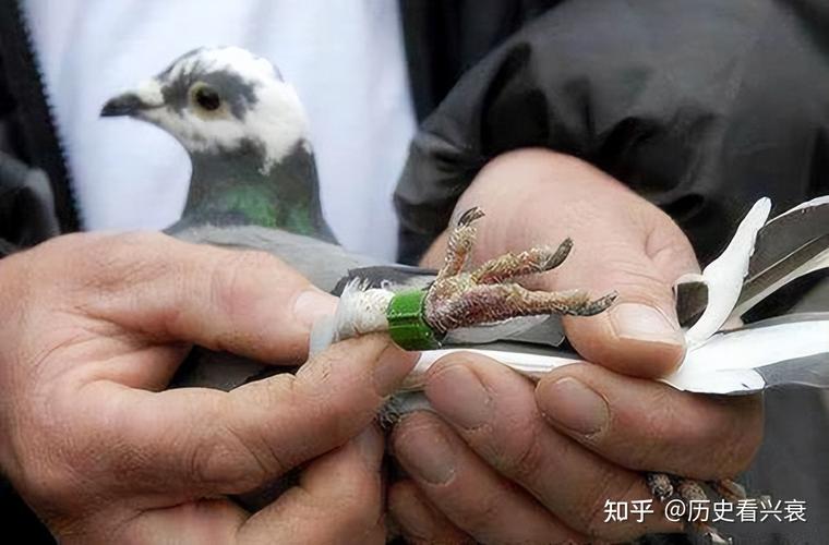 怎么让鸽子亲近自己,如何让鸽子亲近自己