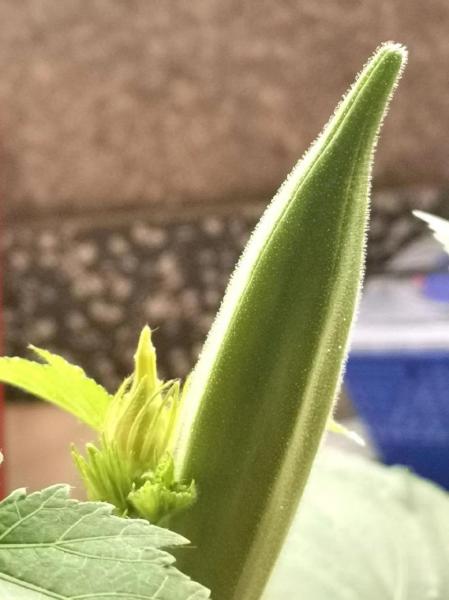 秋葵能在室内阳台种植吗？秋葵能在室内阳台种植吗风水好吗？