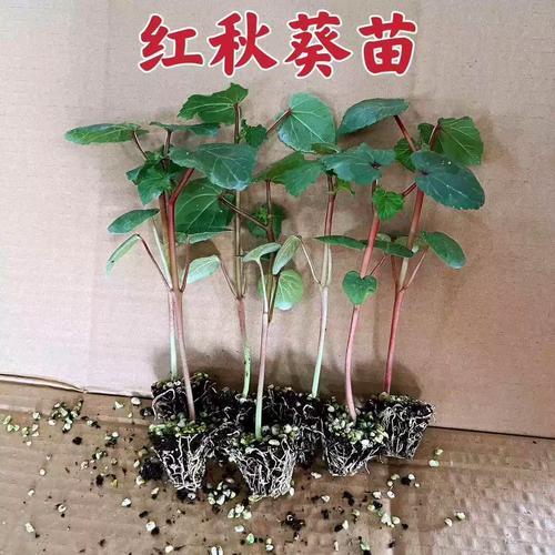 秋葵能在室内阳台种植吗?秋葵能在室内阳台种植吗风水好吗?