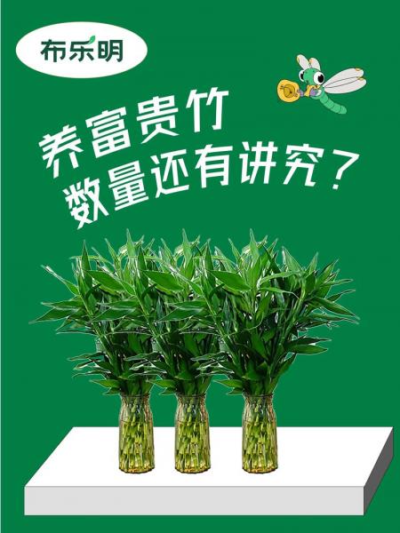 富贵竹怎样养殖?富贵竹怎样养殖和注意事项?