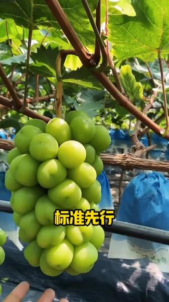 葡萄的种植方法和管理,葡萄种植方法和注意事项?