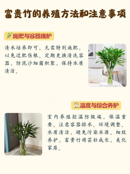 富贵竹的养殖方法和注意事项大全?富贵竹的养植方法?