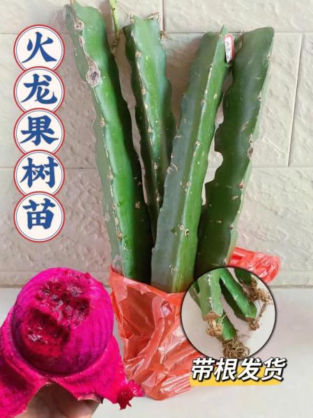 红心火龙果种植条件？红心火龙果苗怎么种？