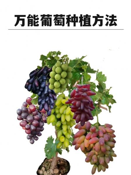 葡萄种植技术与栽培方法?葡萄的种植方法和技术?
