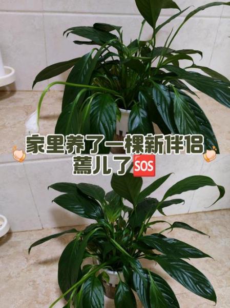 一帆风顺蔫了怎么恢复，一帆风顺怎么突然蔫了？