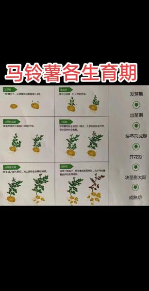 土豆的种植方法和时间?土豆的种植方法和时间南方?