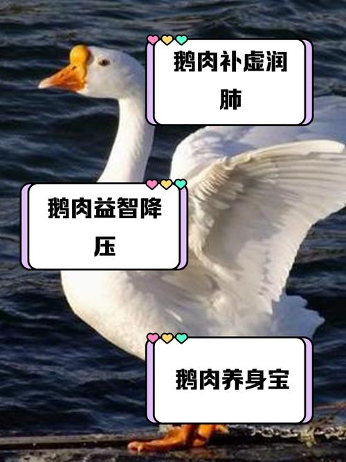 鹅养殖方法和注意事项?鹅养殖技术?
