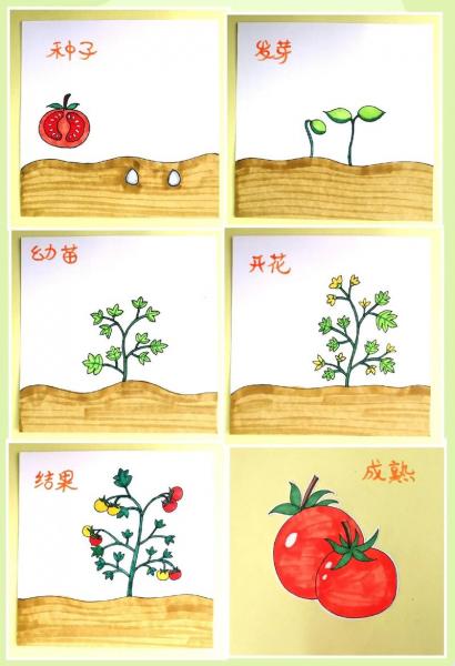 番茄怎样种植才能多结果，番茄如何种？