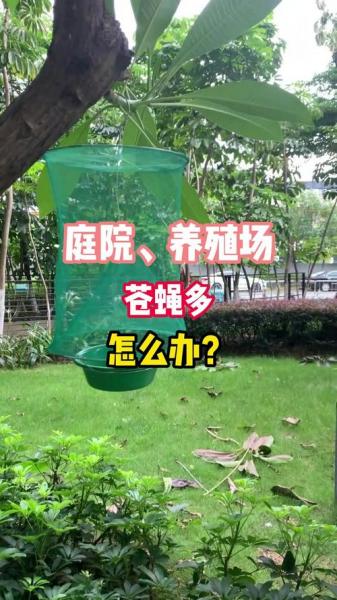 养殖苍蝇多怎么处理,养殖苍蝇多怎么处理好?