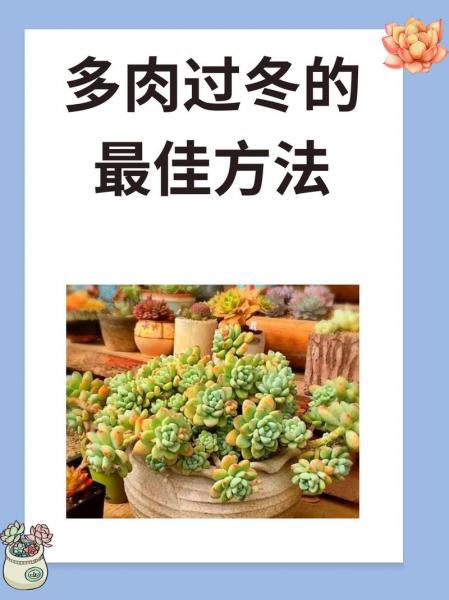 多肉最简单的养殖方法,多肉最简单的养殖方法视频