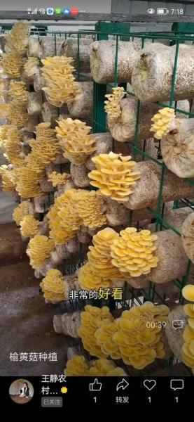 蘑菇在家里怎样种植,在家种蘑菇的技术