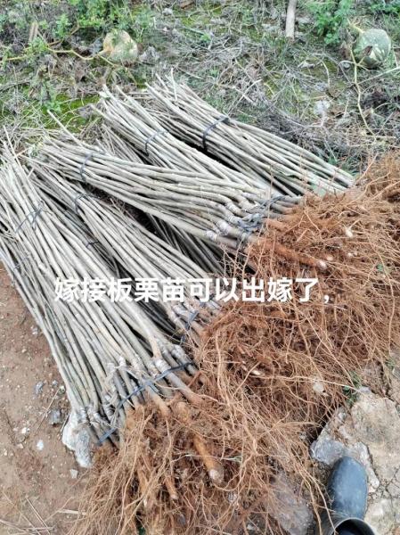 板栗怎么发芽种植方法?板栗怎样发芽出苗?
