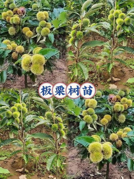 板栗怎么发芽种植方法?板栗怎样发芽出苗?