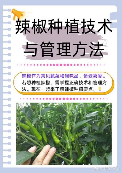 怎么种植辣椒,怎么种植辣椒苗