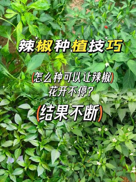 怎么种植辣椒,怎么种植辣椒苗