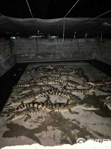 养殖鳄鱼需要什么证件和条件?鳄鱼养殖场需要什么手续?