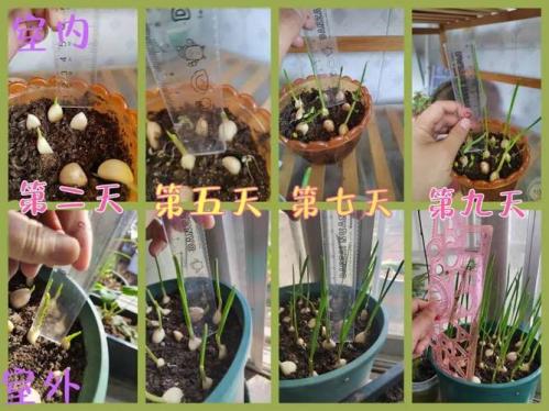 大蒜种植时间及方法,大蒜的种植时间是多少?
