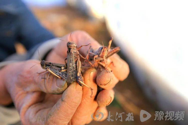 蚂蚱养殖技术难点,蚂蚱的养殖技术视频农广天地术?