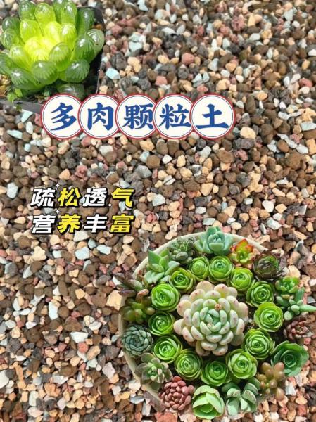 多肉植物怎么种植?多肉应该怎么种植?
