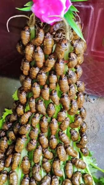 金蝉怎样正确种植方法?金蝉怎样正确种植方法呢?