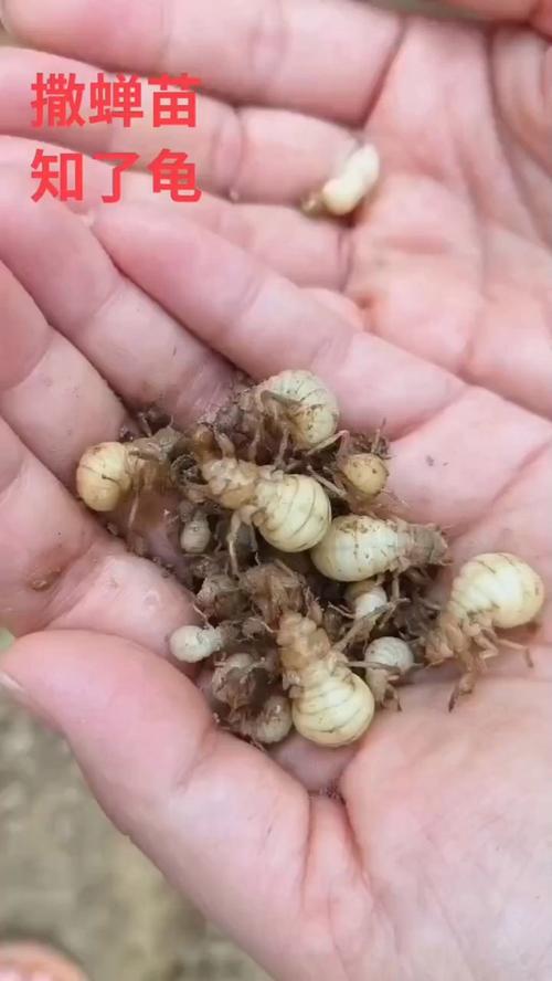 金蝉怎样正确种植方法?金蝉怎样正确种植方法呢?