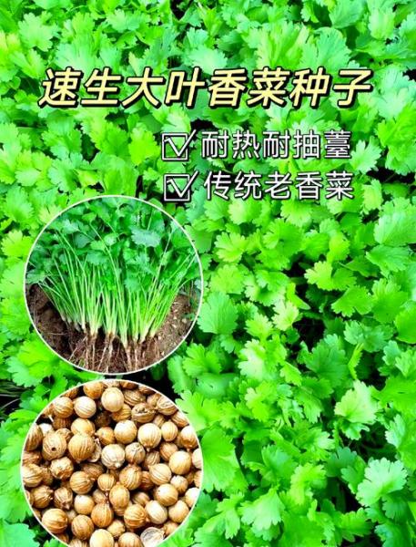 香菜种植前种子的处理方法?香菜种子这样处理,发芽更快,长得更旺盛?