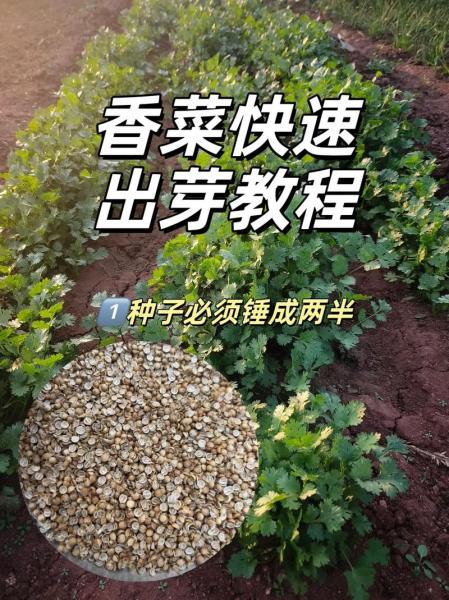 香菜种植前种子的处理方法?香菜种子这样处理,发芽更快,长得更旺盛?