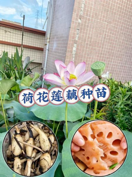 莲藕九月份可以种植吗?莲藕几月栽种?