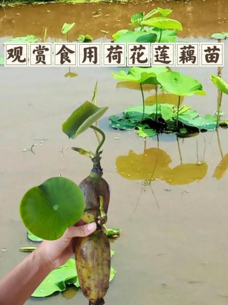 莲藕九月份可以种植吗?莲藕几月栽种?