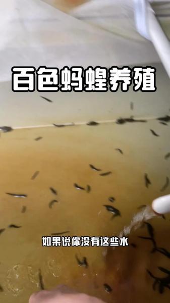 蚂蝗养殖怎么过冬,蚂蝗饲养技术?