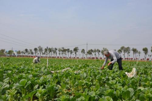 农村发展什么种植产业好,当前农村种植什么收益大?