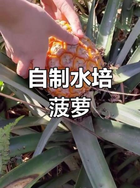 菠萝根怎么种植方法，菠萝根怎么种植方法图解