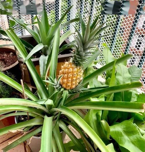 菠萝根怎么种植方法,菠萝根怎么种植方法图解