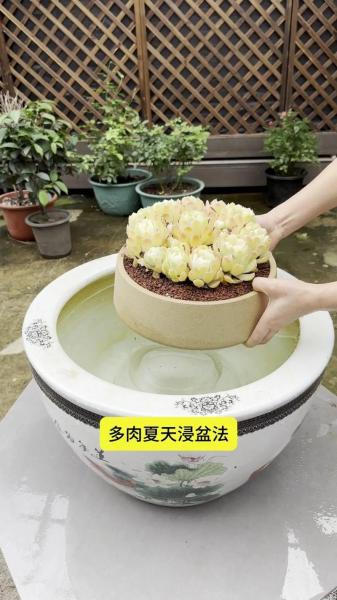 多肉的正确养殖方法多久浇水一次?多肉一般多久浇水一次?