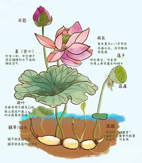 莲藕怎么样种植，莲藕咋样种植？