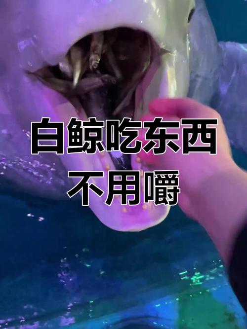 白鲸可以吃吗?白鲸可以吃吗它是保护动物吗?