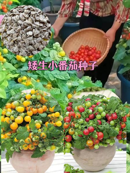 矮生小番茄怎么种植,矮生番茄怎么种植和管理详细视频