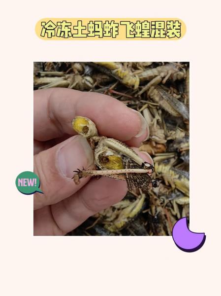 蚂蚱吃什么水果?蚂蚱爱吃什么菜?