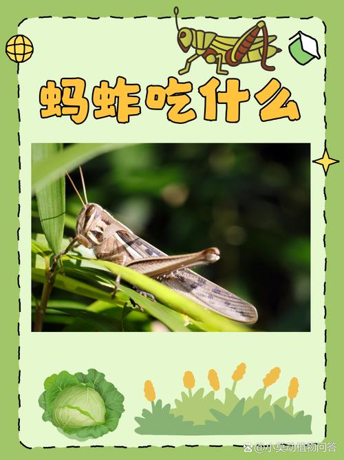 蚂蚱吃什么水果?蚂蚱爱吃什么菜?