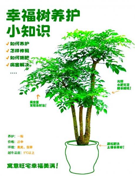 盆栽幸福树的养殖方法和注意事项,盆栽幸福树盆栽