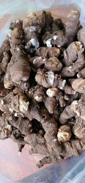 干重楼根茎能种植吗,干重楼花的图片