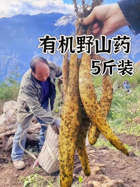 高山寒冷的地方适合种植什么,高山寒冷的地方适合种植什么农作物