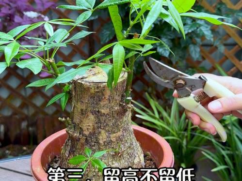 七叶发财树的养殖方法和注意事项,七叶发财树怎么修剪?