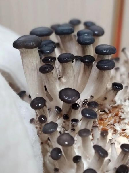 在家如何培育蘑菇菌种,家里培育蘑菇?