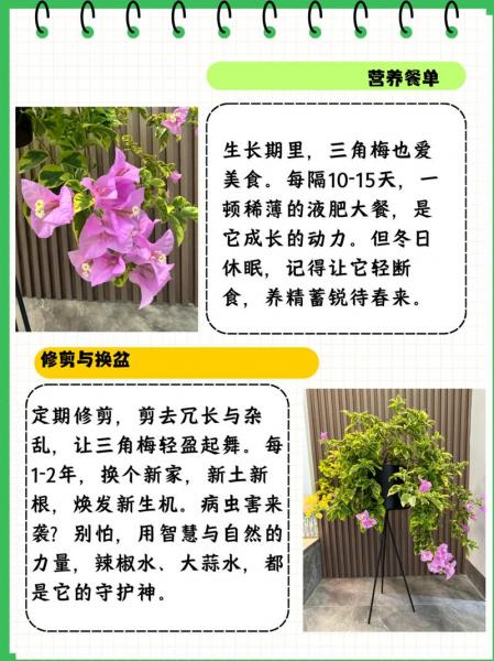 三角梅的种植方法与技巧,三角梅的种植方法是什么?